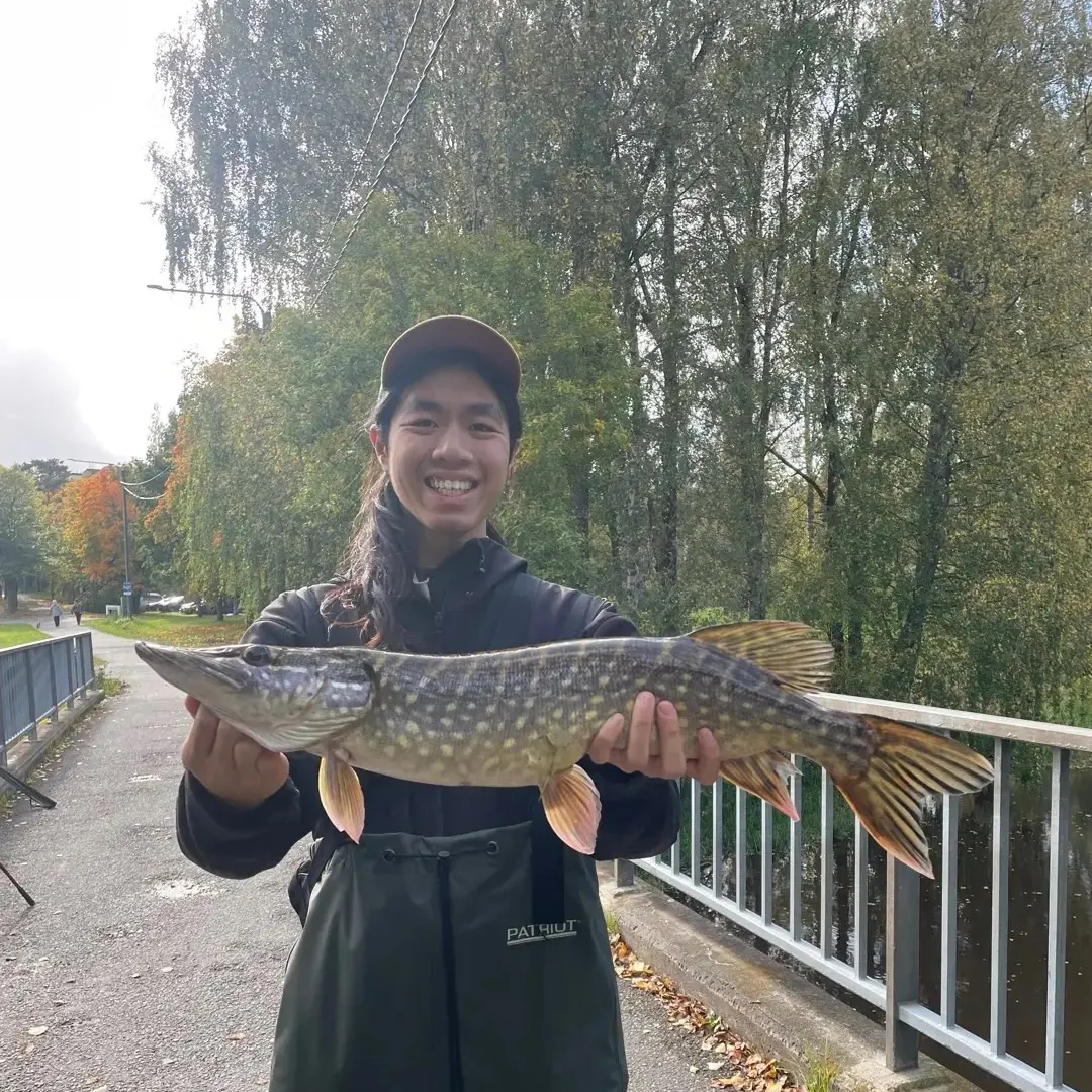 Northern pike caught on Fishbrain