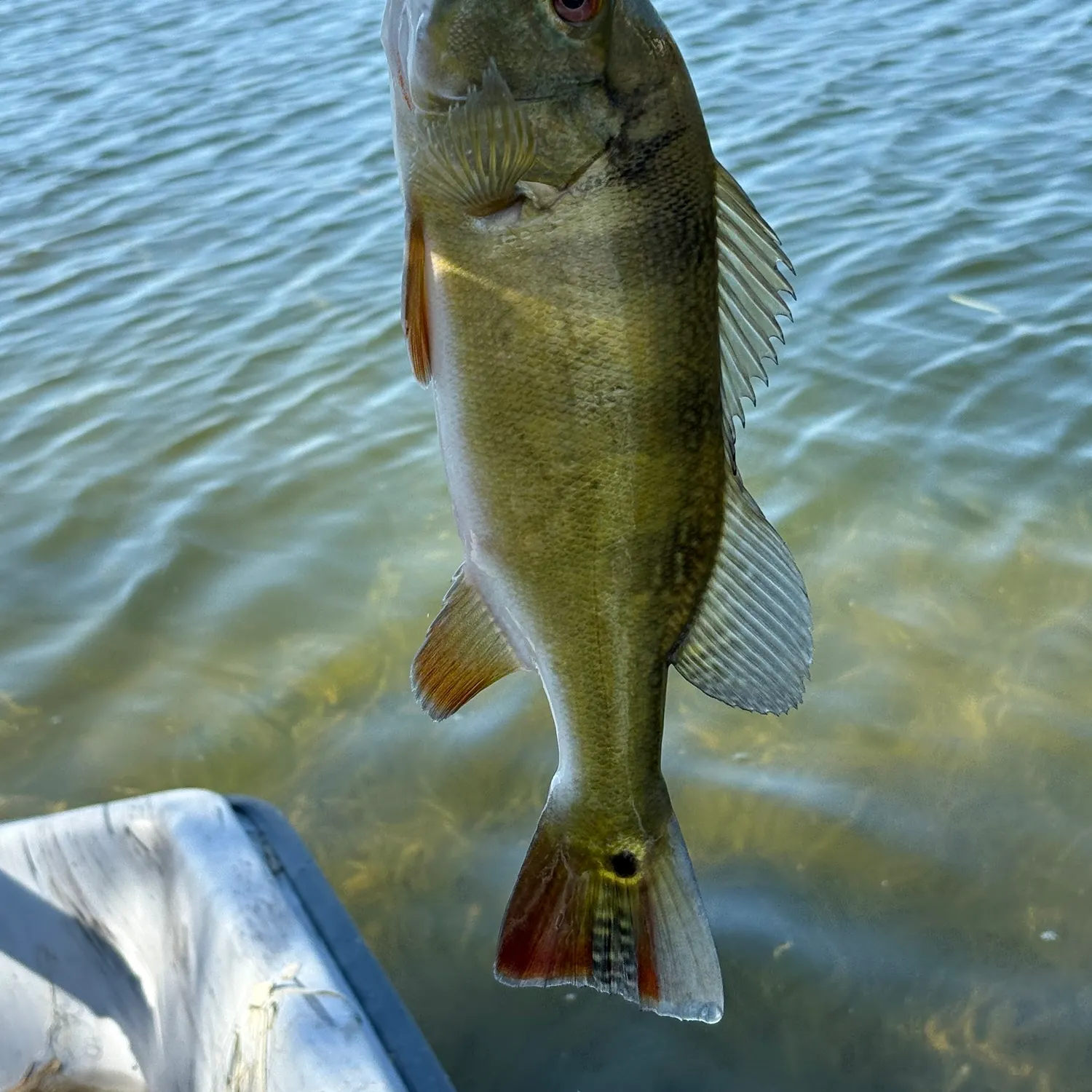 The most recent Butterfly peacock bass catches on Fishbrain