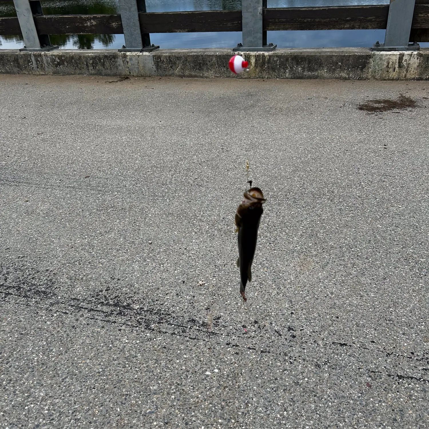 Fish caught on Fishbrain