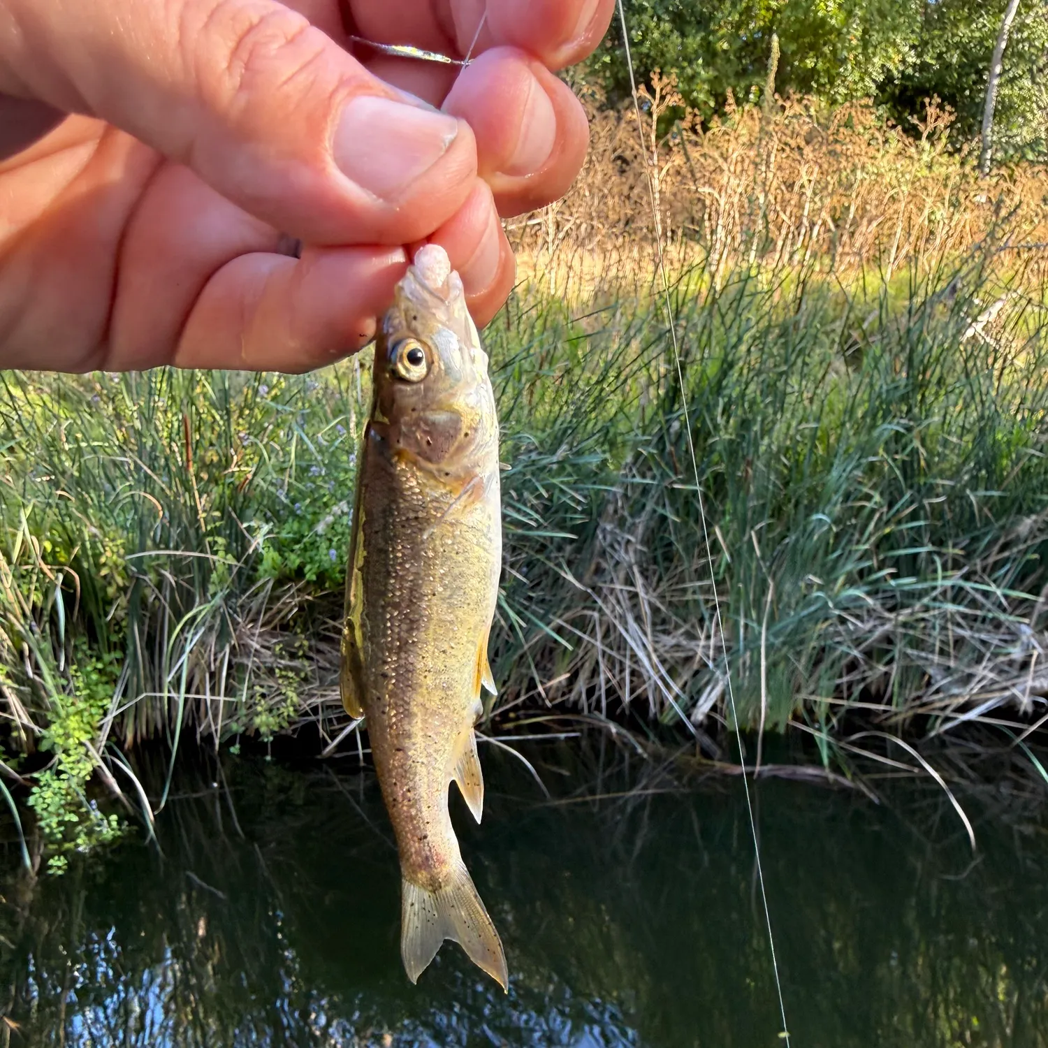 Creek chub caught on Fishbrain