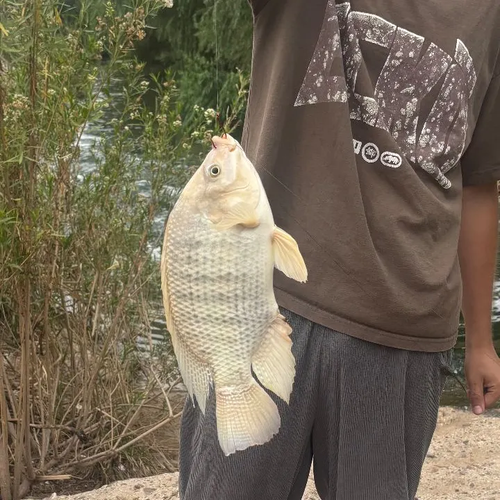 Nile tilapia caught on Fishbrain