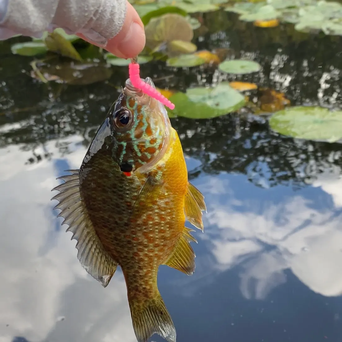 Pumpkinseed caught on Fishbrain