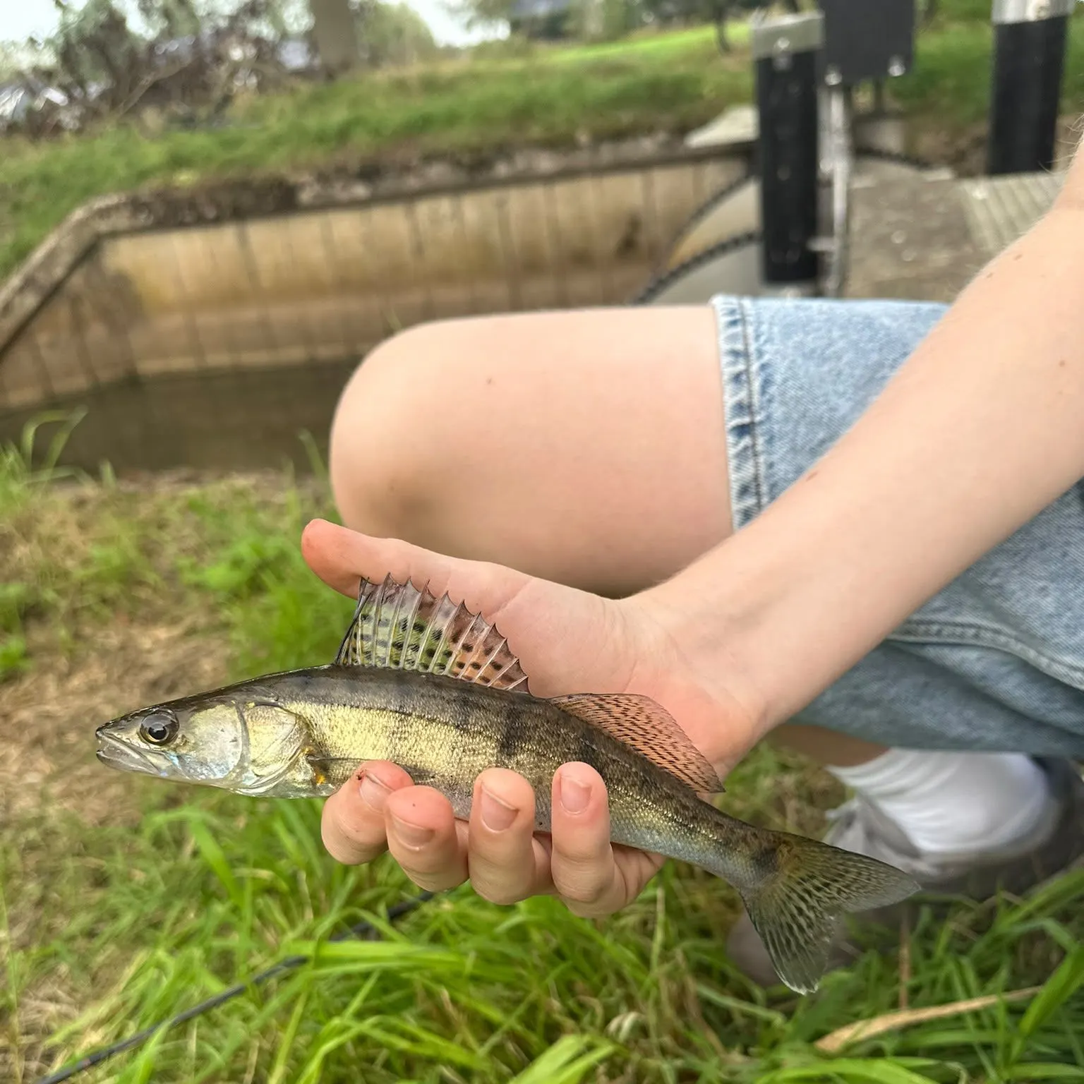 Zander caught on Fishbrain