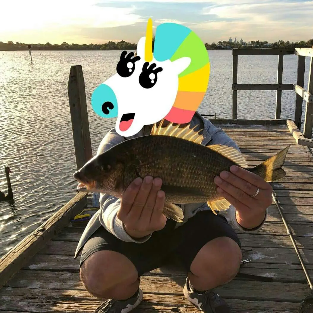 Southern black bream caught on Fishbrain