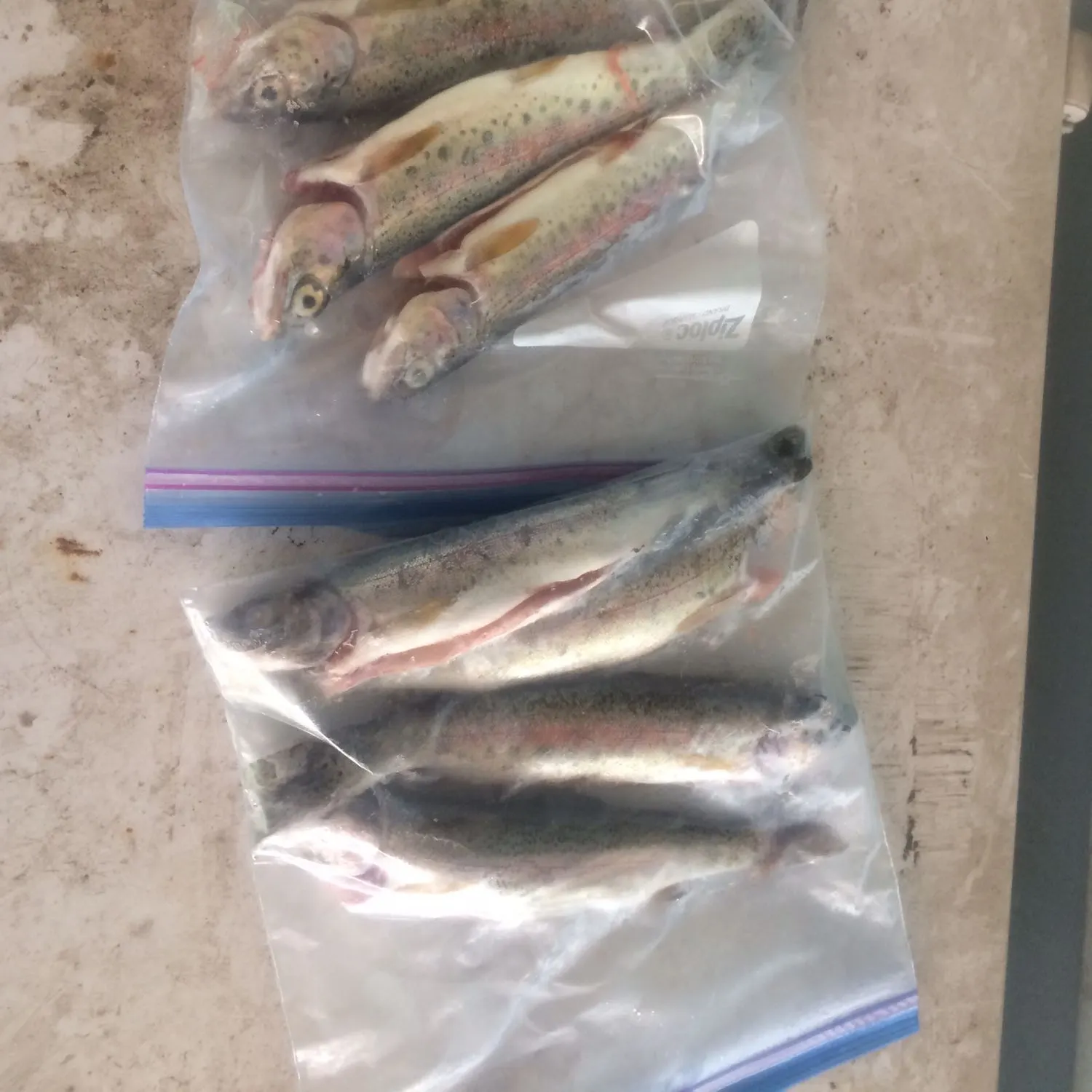 recently logged catches