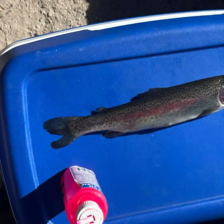 Rainbow trout caught on Fishbrain