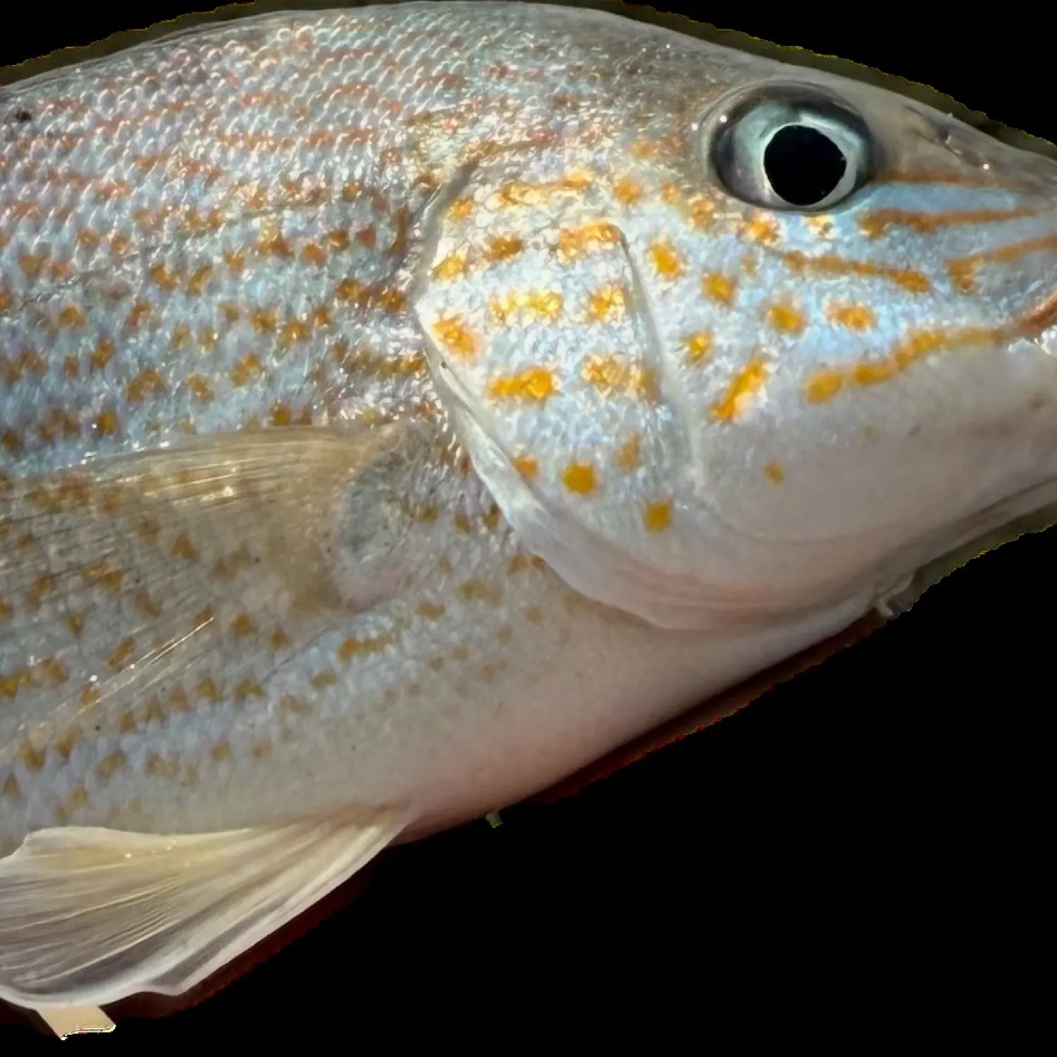 The most popular recent Pigfish catch on Fishbrain