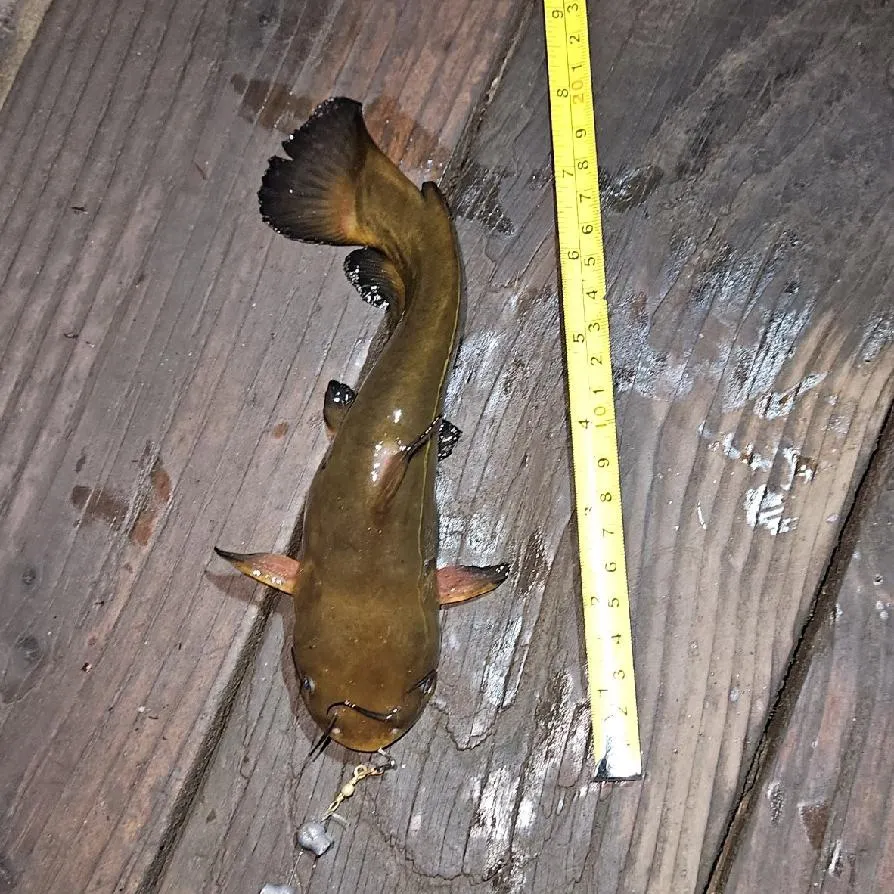 Yellow bullhead caught on Fishbrain