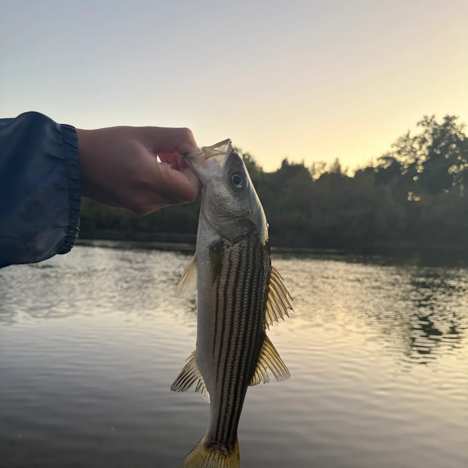 Striped bass caught on Fishbrain