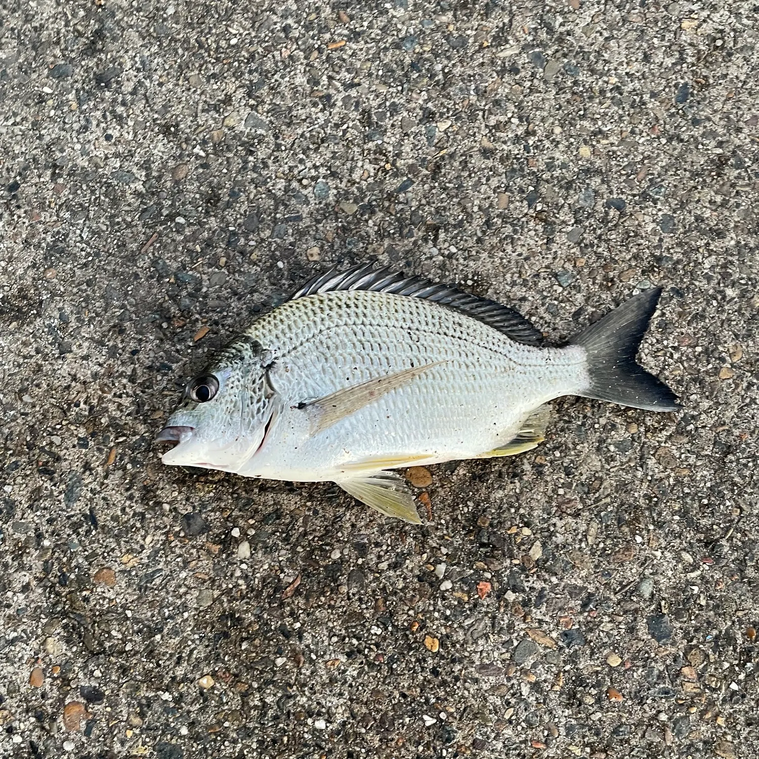 Surf bream caught on Fishbrain