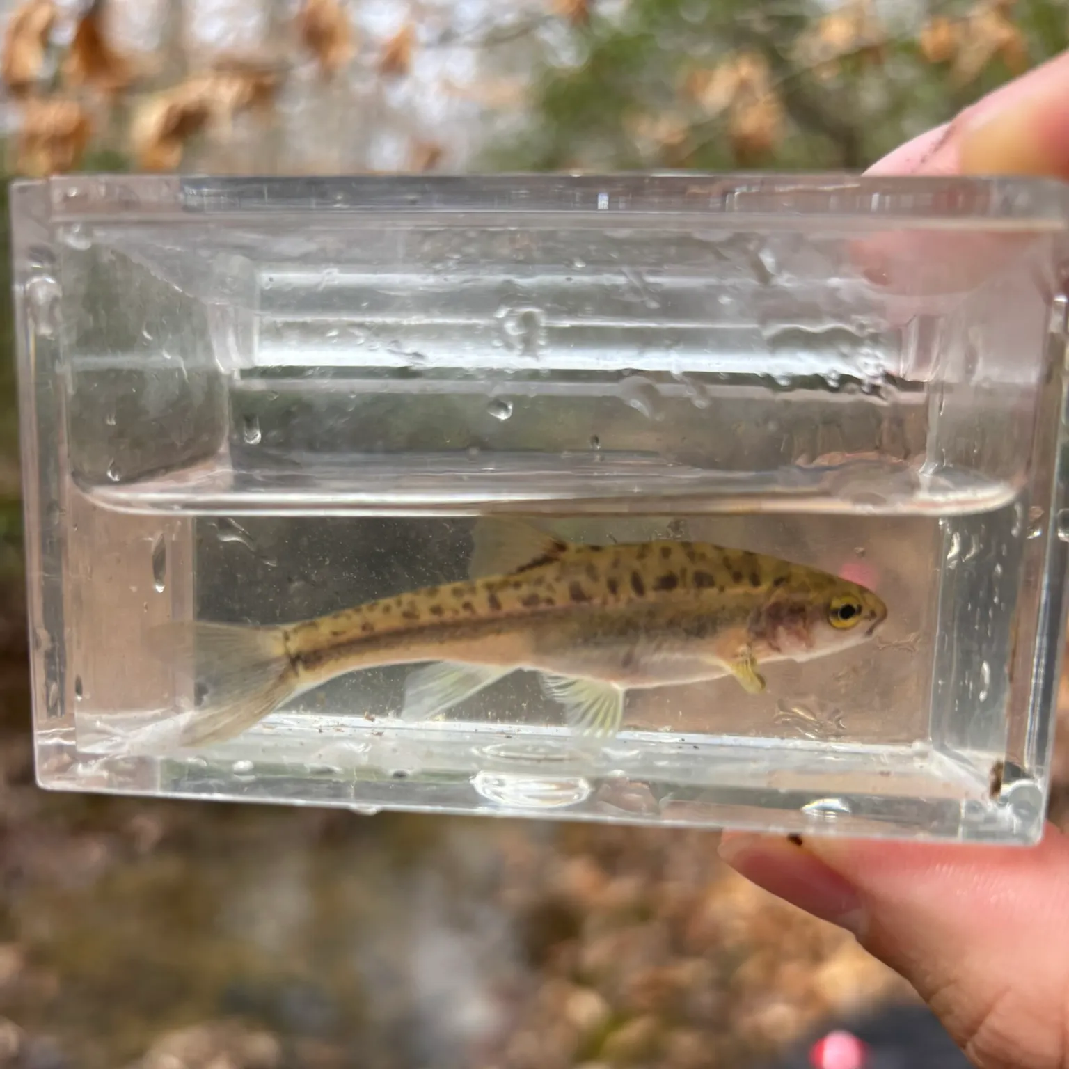 The most recent Southern redbelly dace catches on Fishbrain