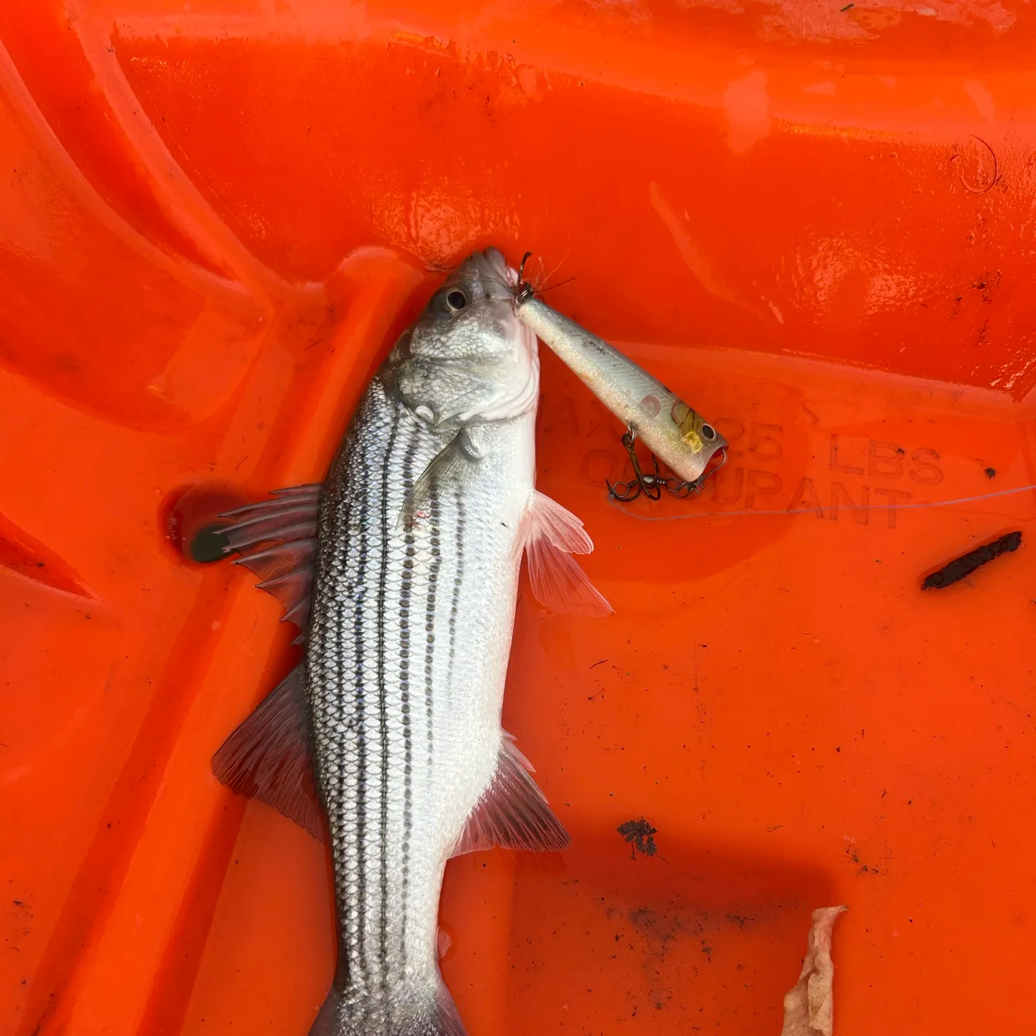 Striped bass caught on Fishbrain