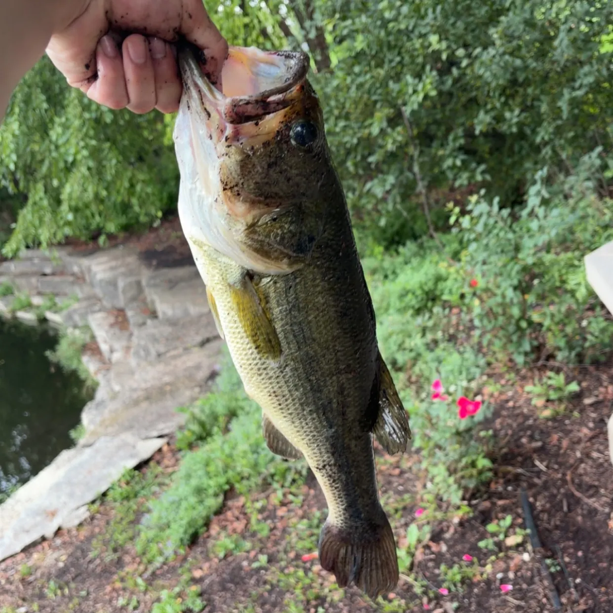 Largemouth bass caught on Fishbrain
