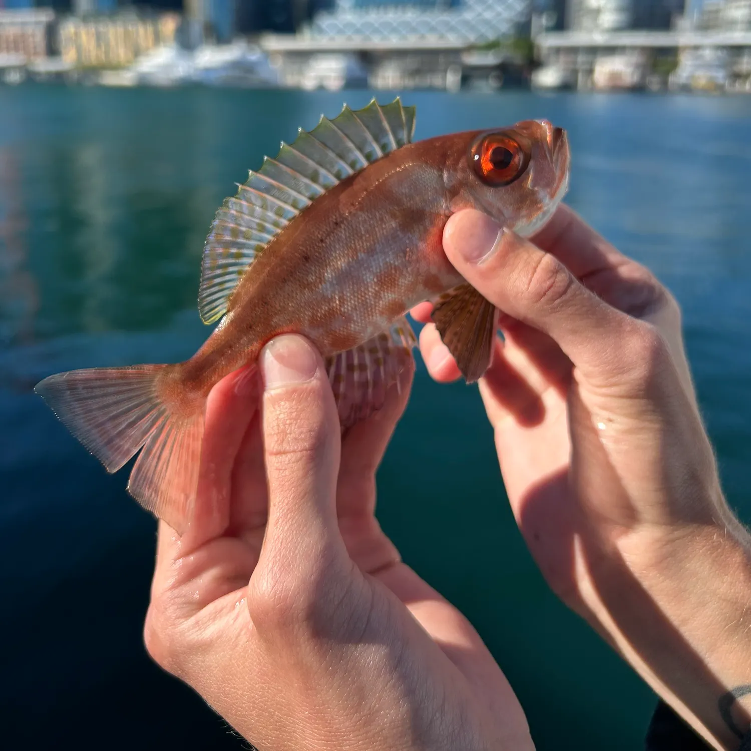 The most recent Red bigeye catches on Fishbrain