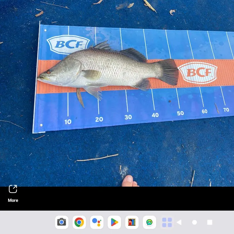 The most recent Barramundi catches on Fishbrain