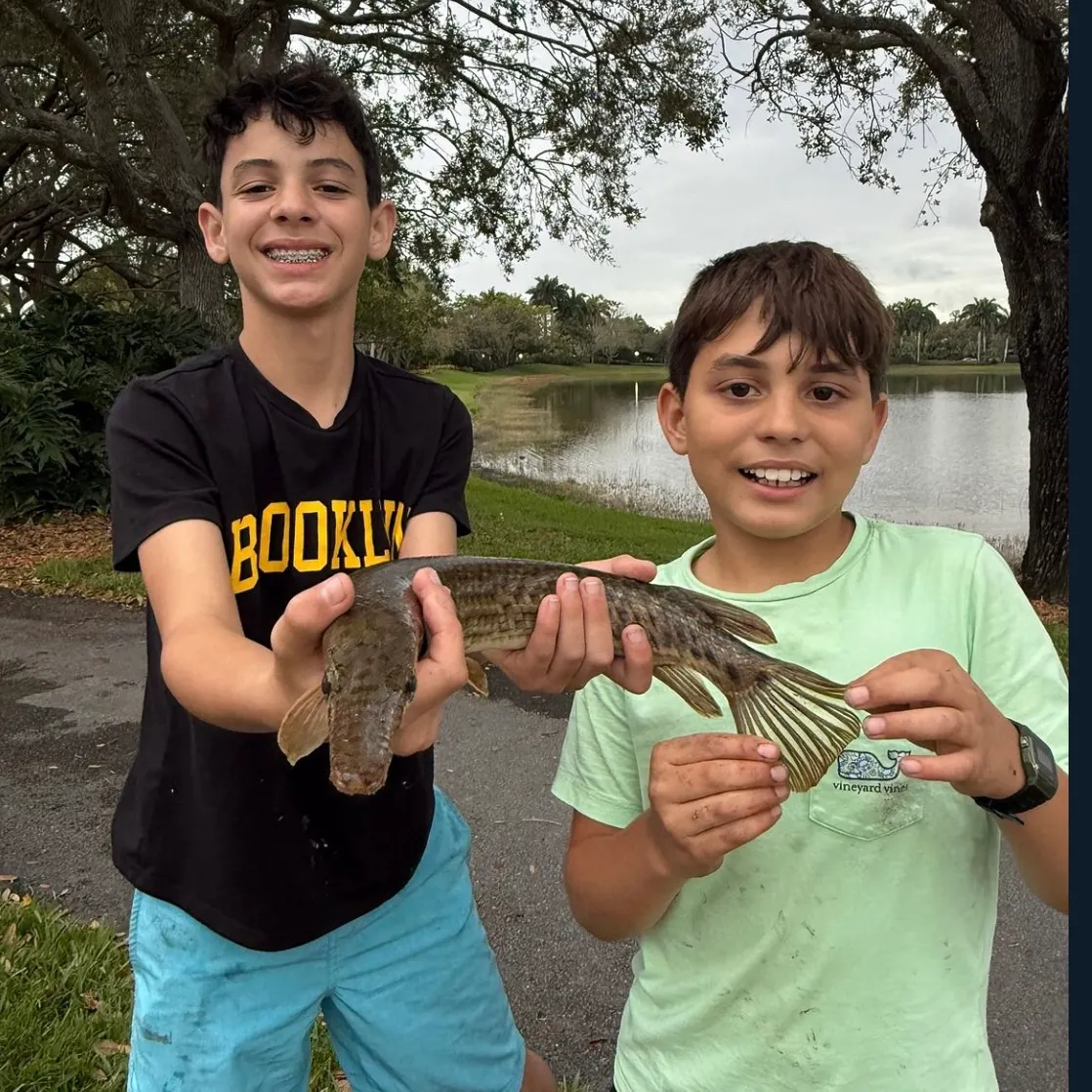 The most recent Florida gar catches on Fishbrain