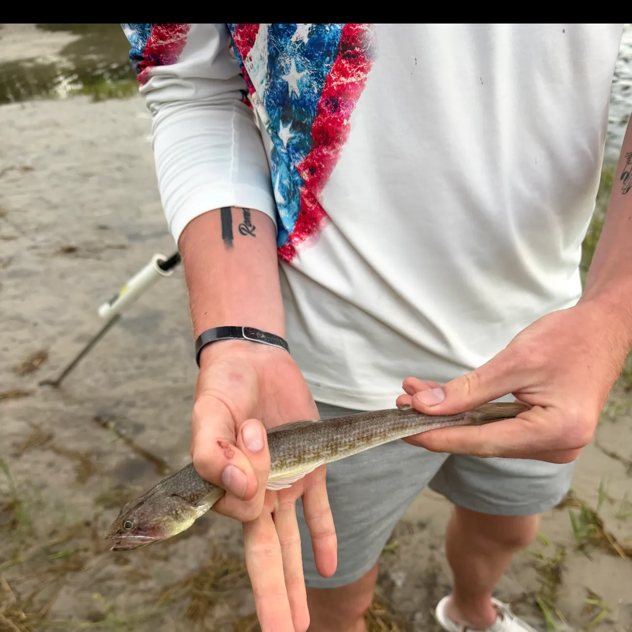 Inshore lizardfish caught on Fishbrain