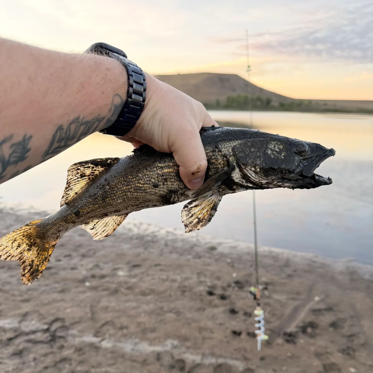 Walleye caught on Fishbrain