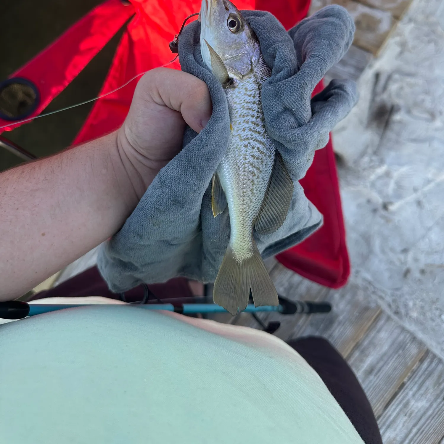 Atlantic croaker caught on Fishbrain