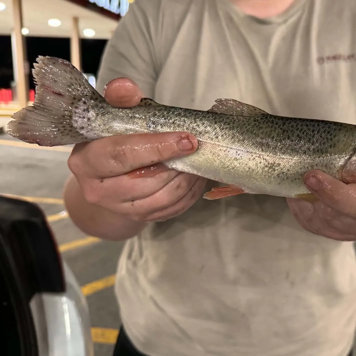 Rainbow trout caught on Fishbrain