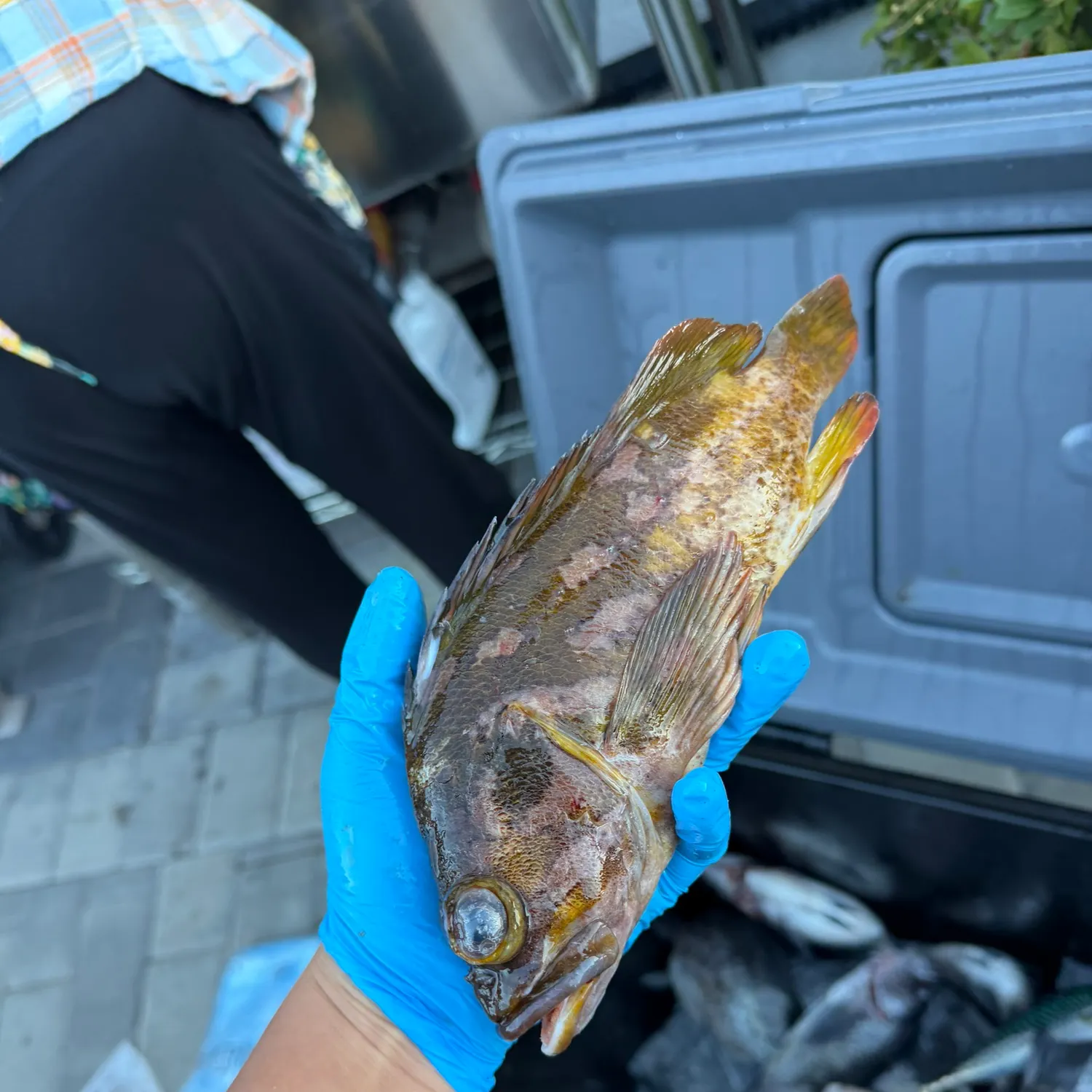 The most recent Gopher rockfish catches on Fishbrain