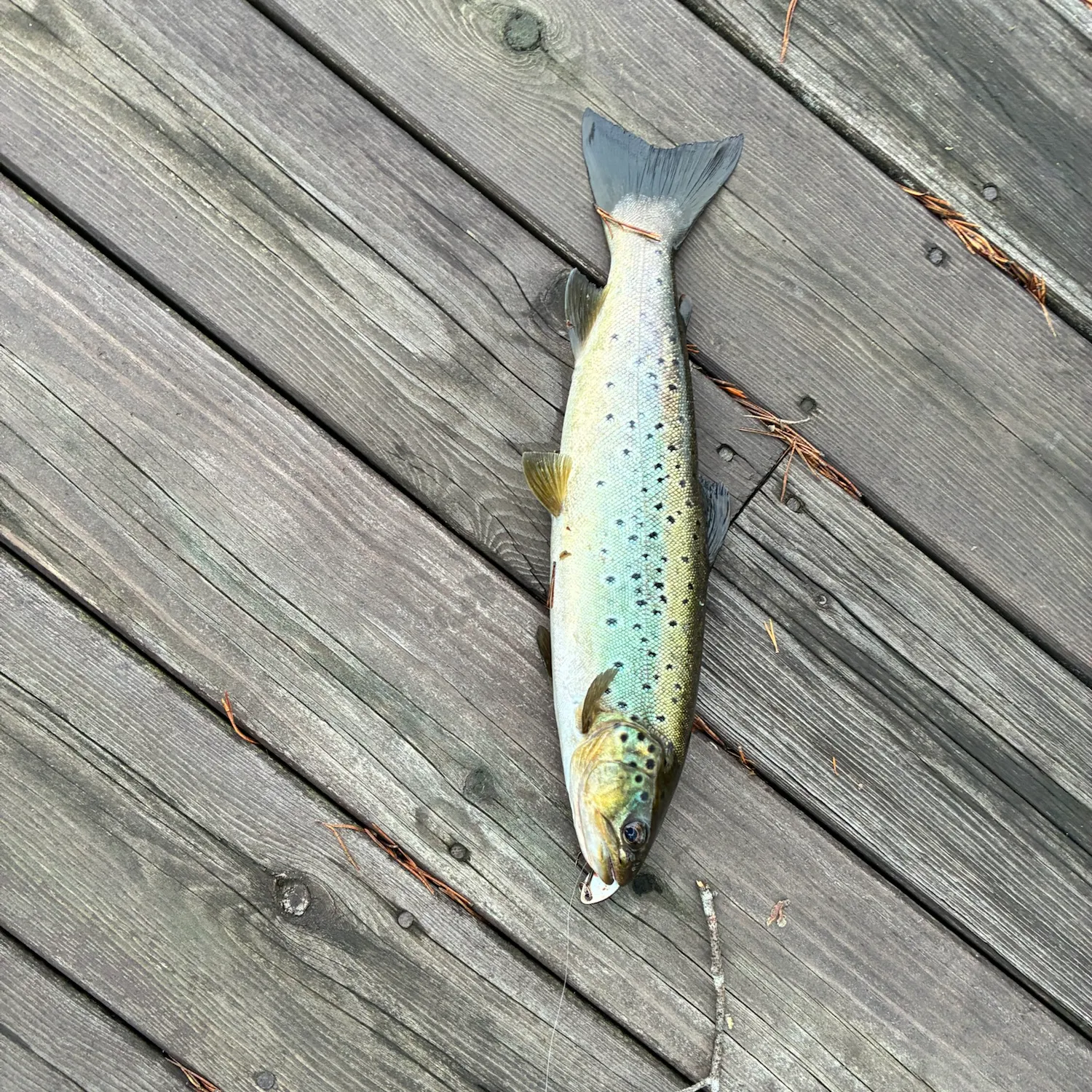 Lake trout caught on Fishbrain