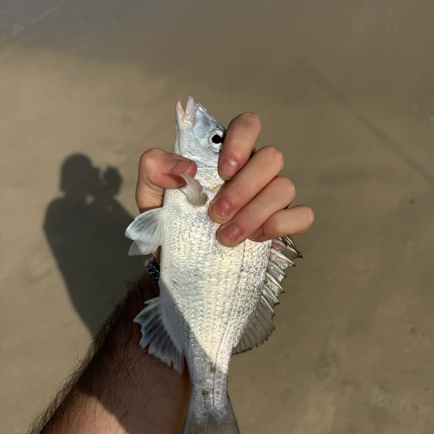 The most recent White steenbras catches on Fishbrain