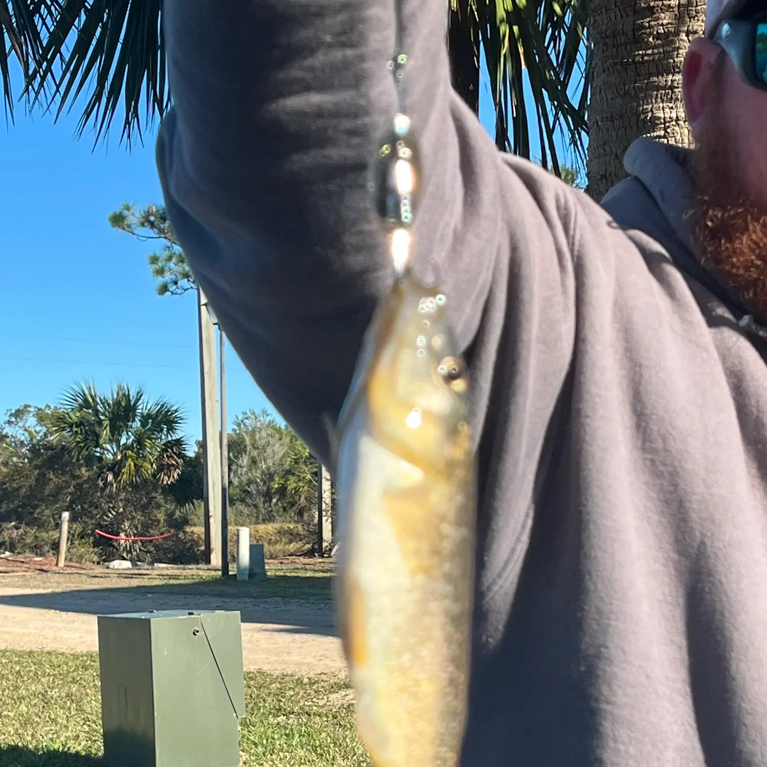The most recent Dewfish catches on Fishbrain