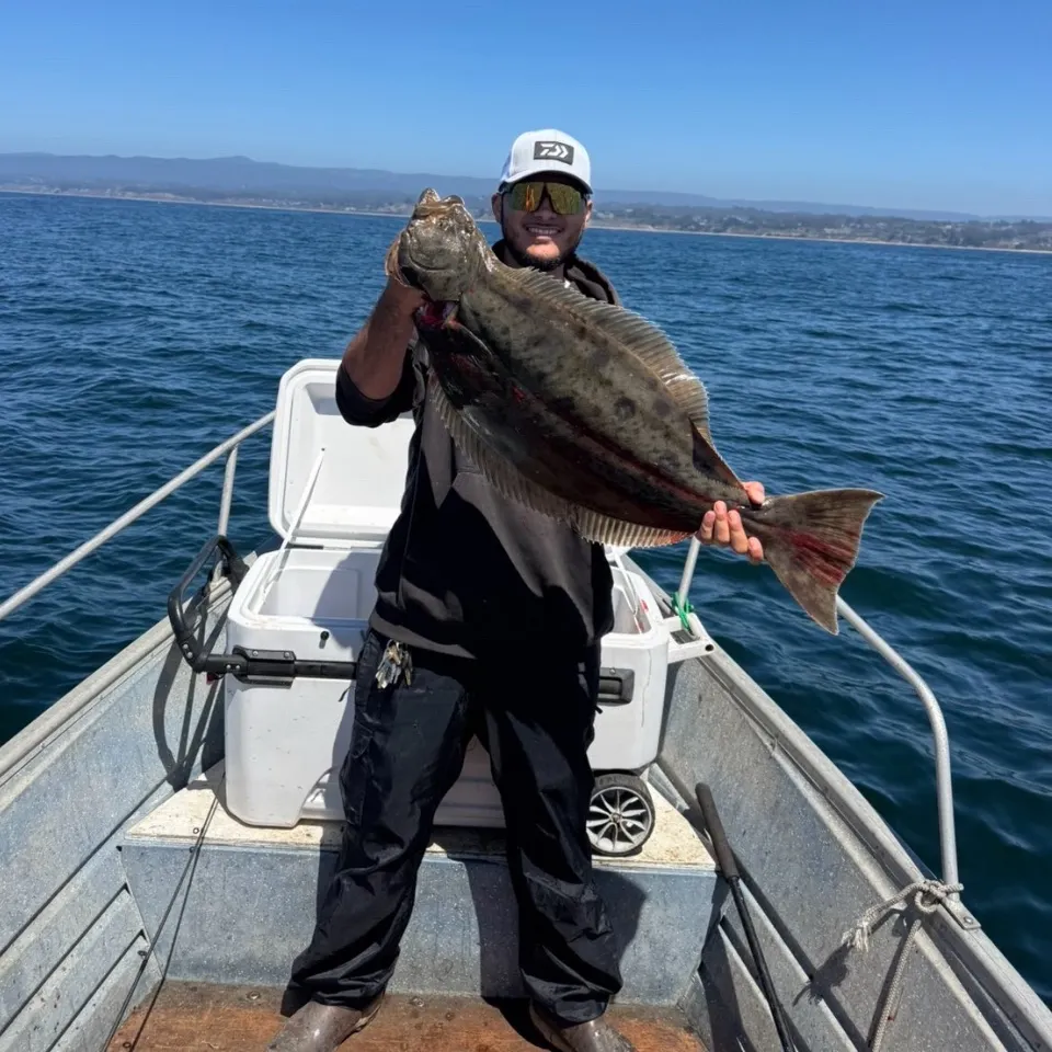 California halibut caught on Fishbrain
