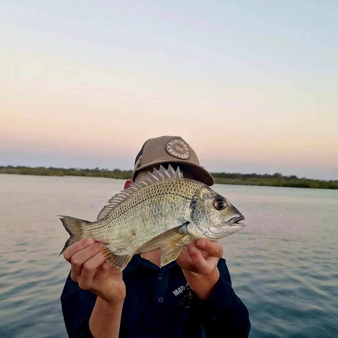 Surf bream caught on Fishbrain