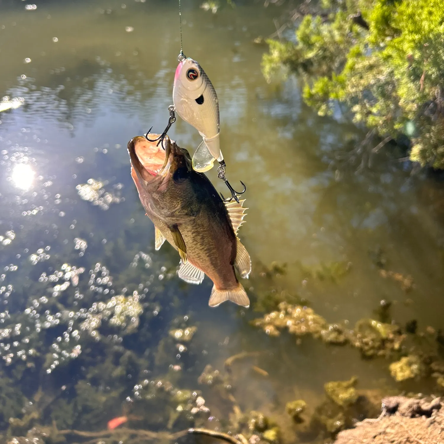 Largemouth bass caught on Fishbrain