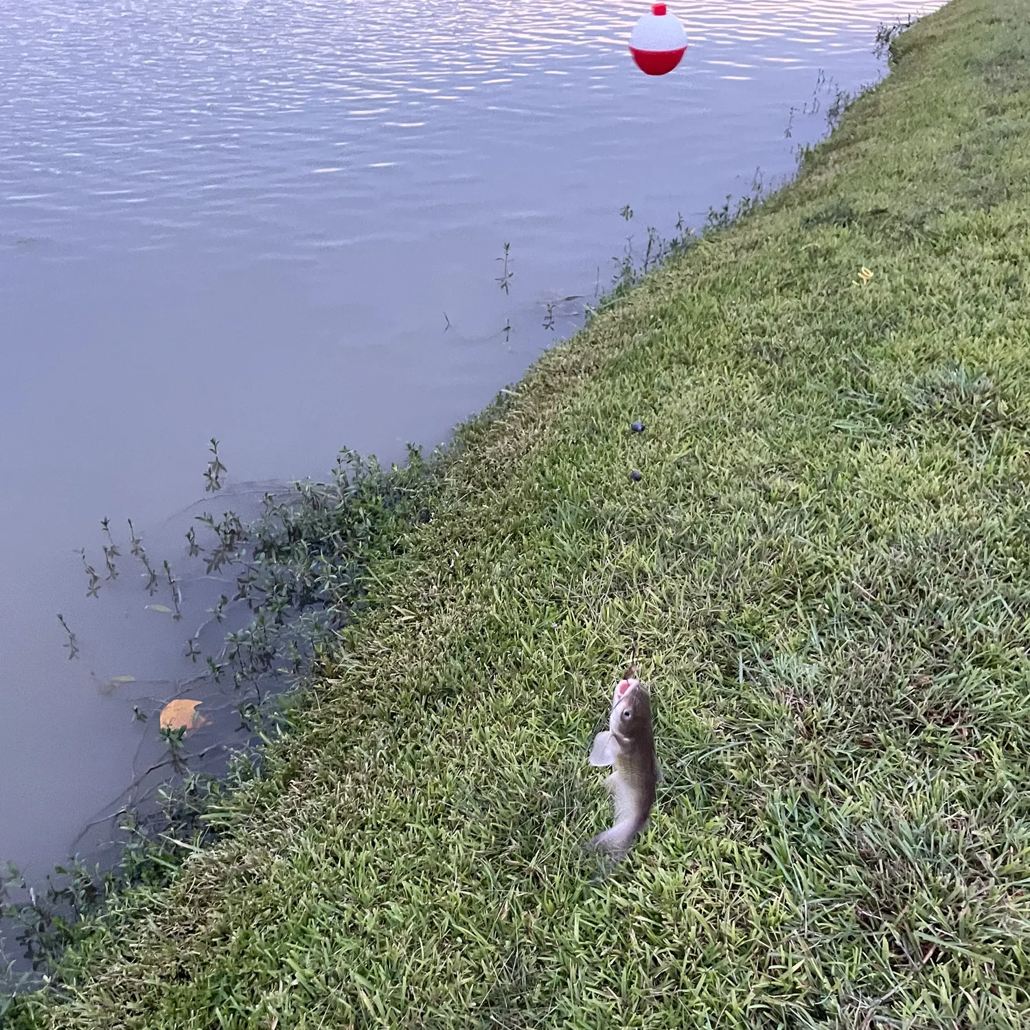 Channel catfish caught on Fishbrain