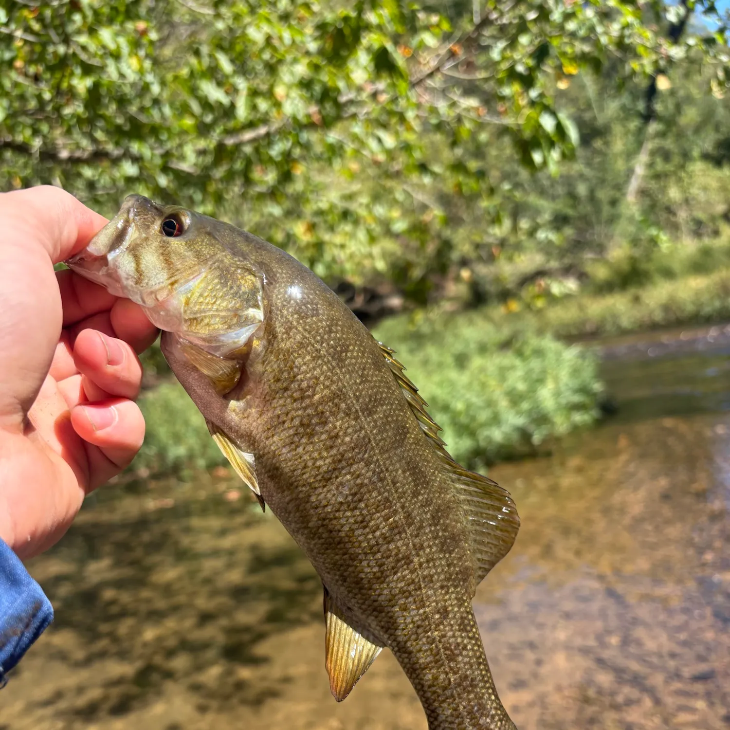 Smallmouth bass caught on Fishbrain