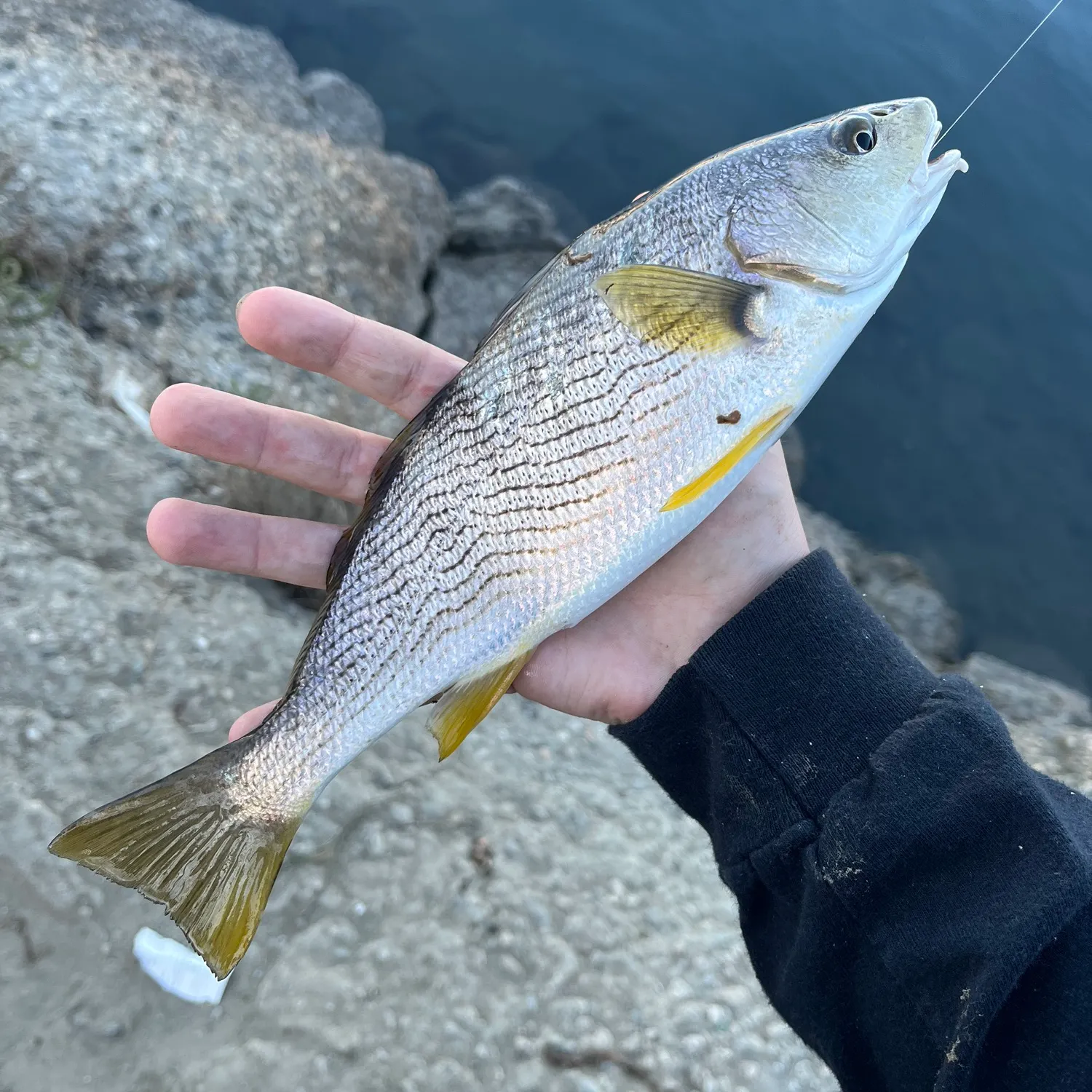 The most recent Yellowfin croaker catches on Fishbrain