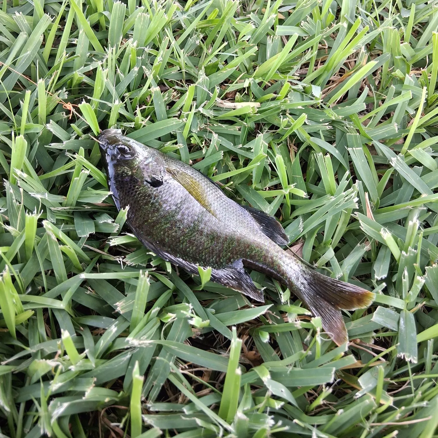The most recent Redear x bluegill catches on Fishbrain