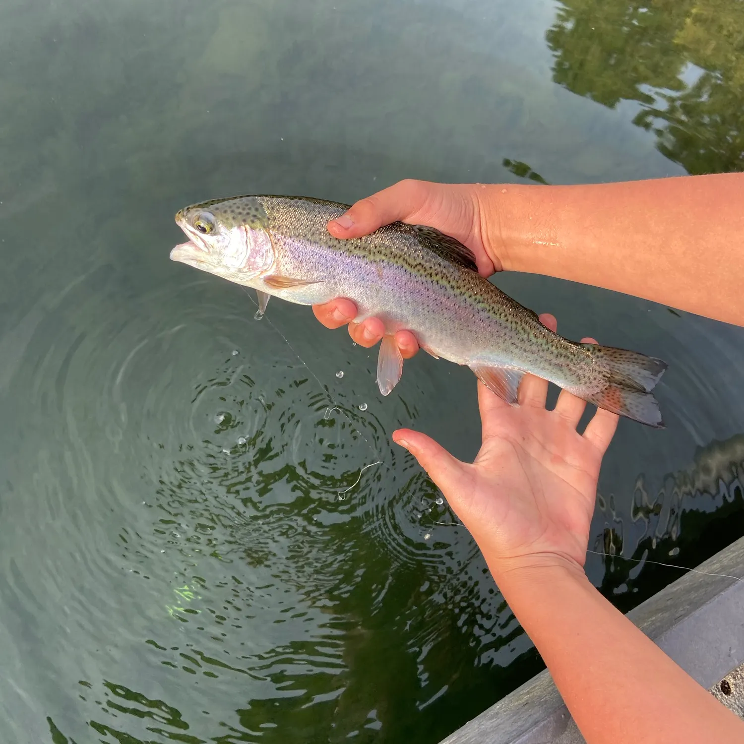Rainbow trout caught on Fishbrain