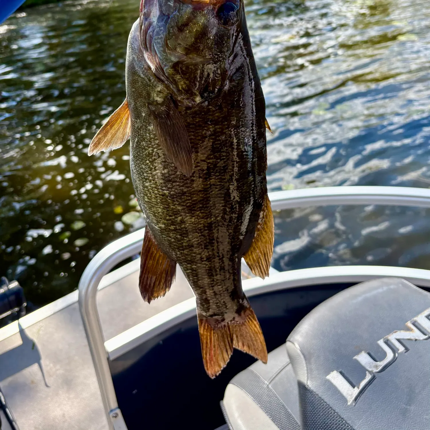 Smallmouth bass caught on Fishbrain