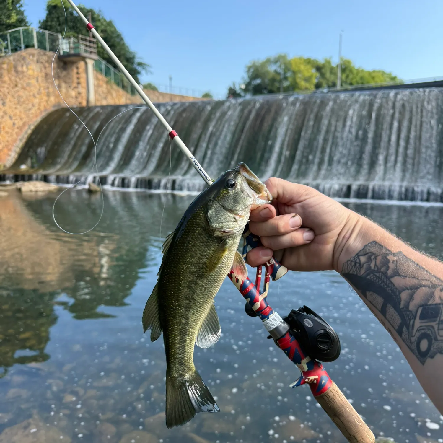 Largemouth bass caught on Fishbrain