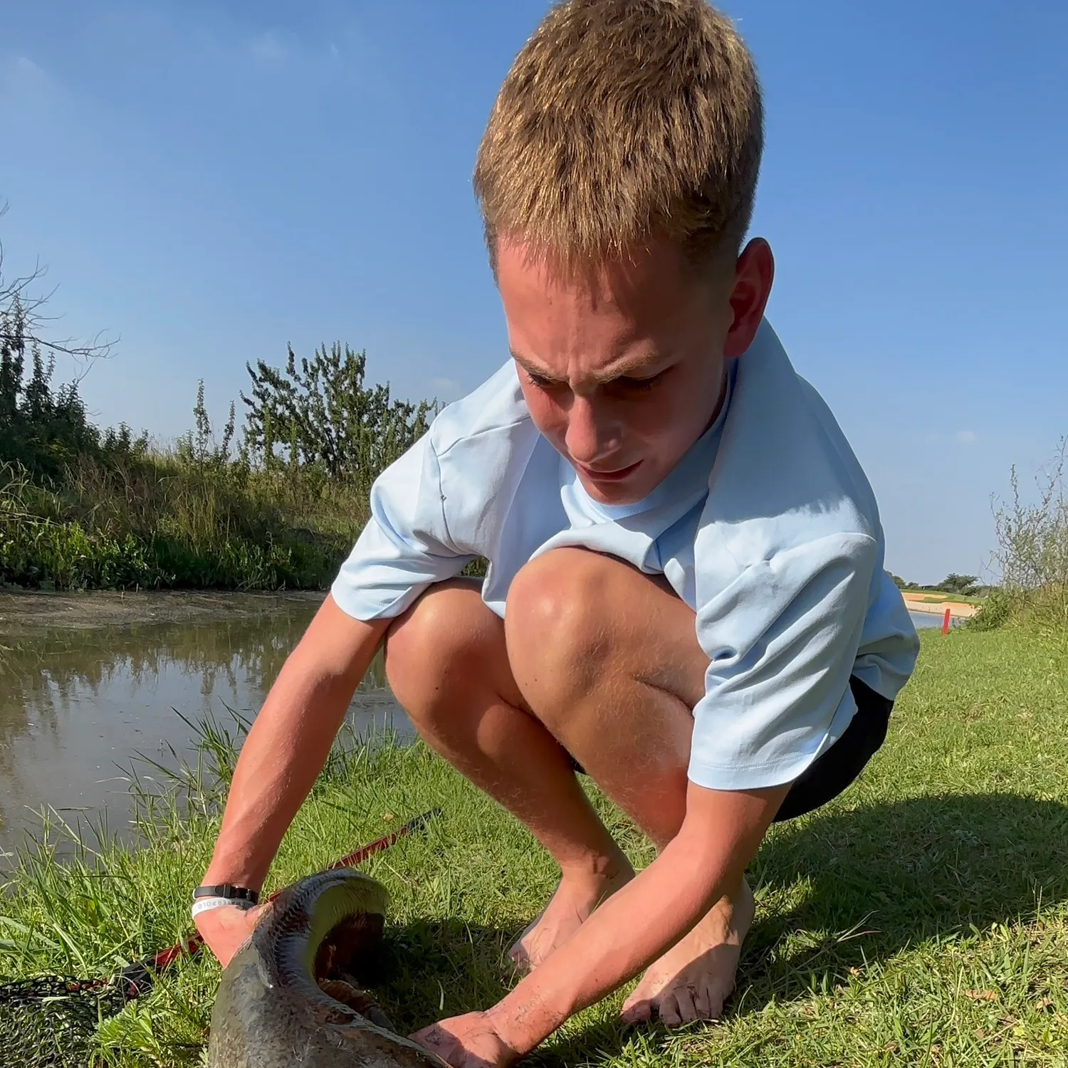 The most recent Blunt-toothed African catfish catches on Fishbrain