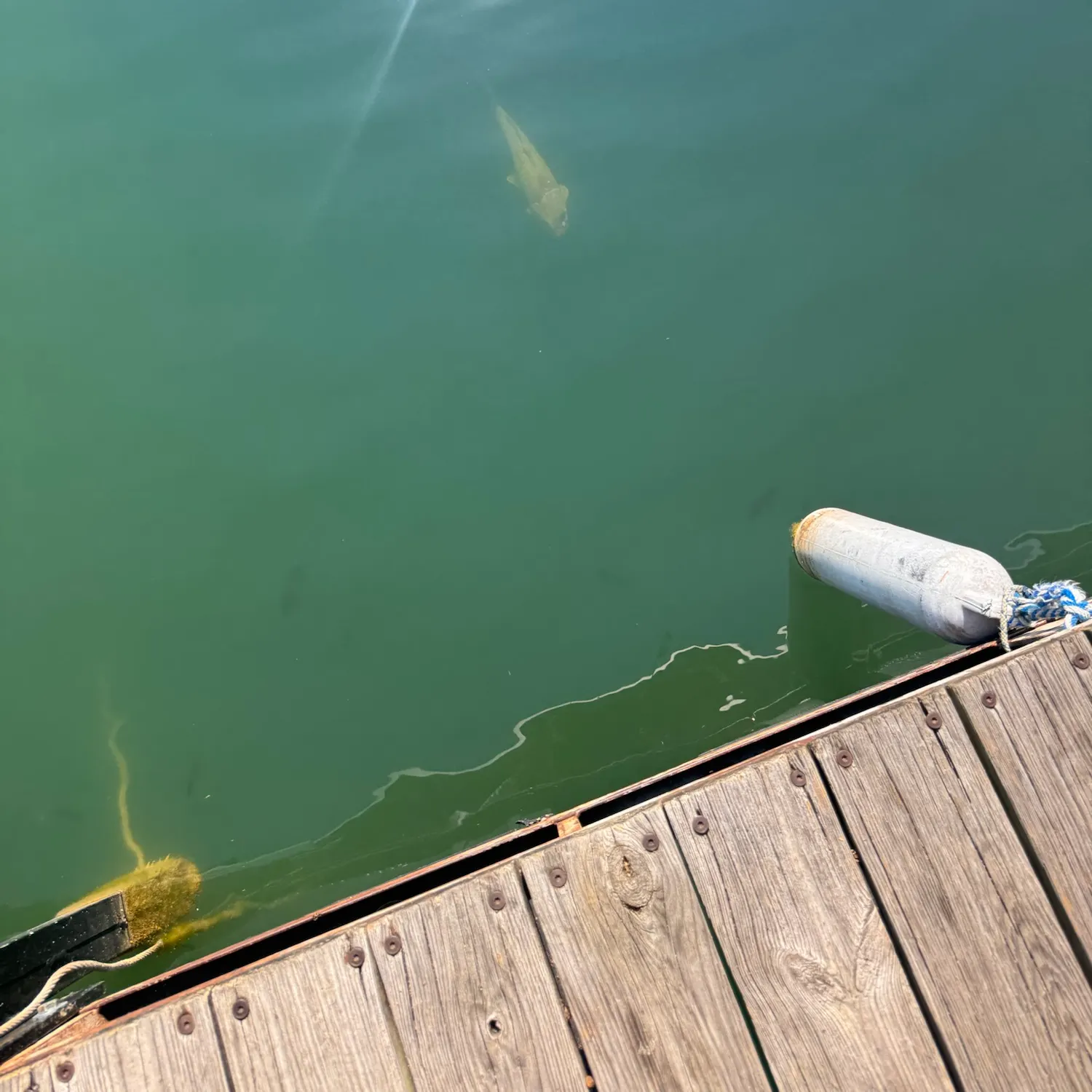 Fish caught on Fishbrain