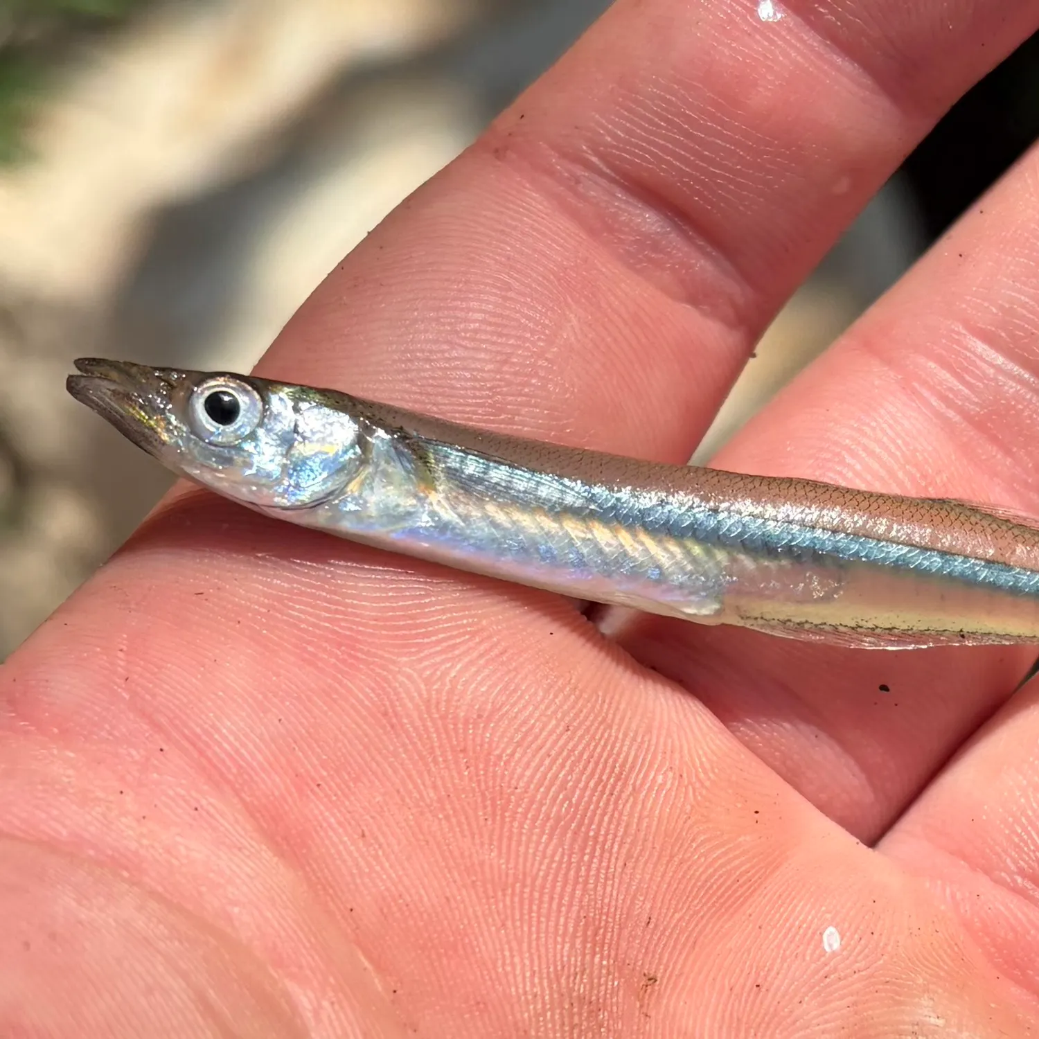 The most recent Brook silverside catches on Fishbrain