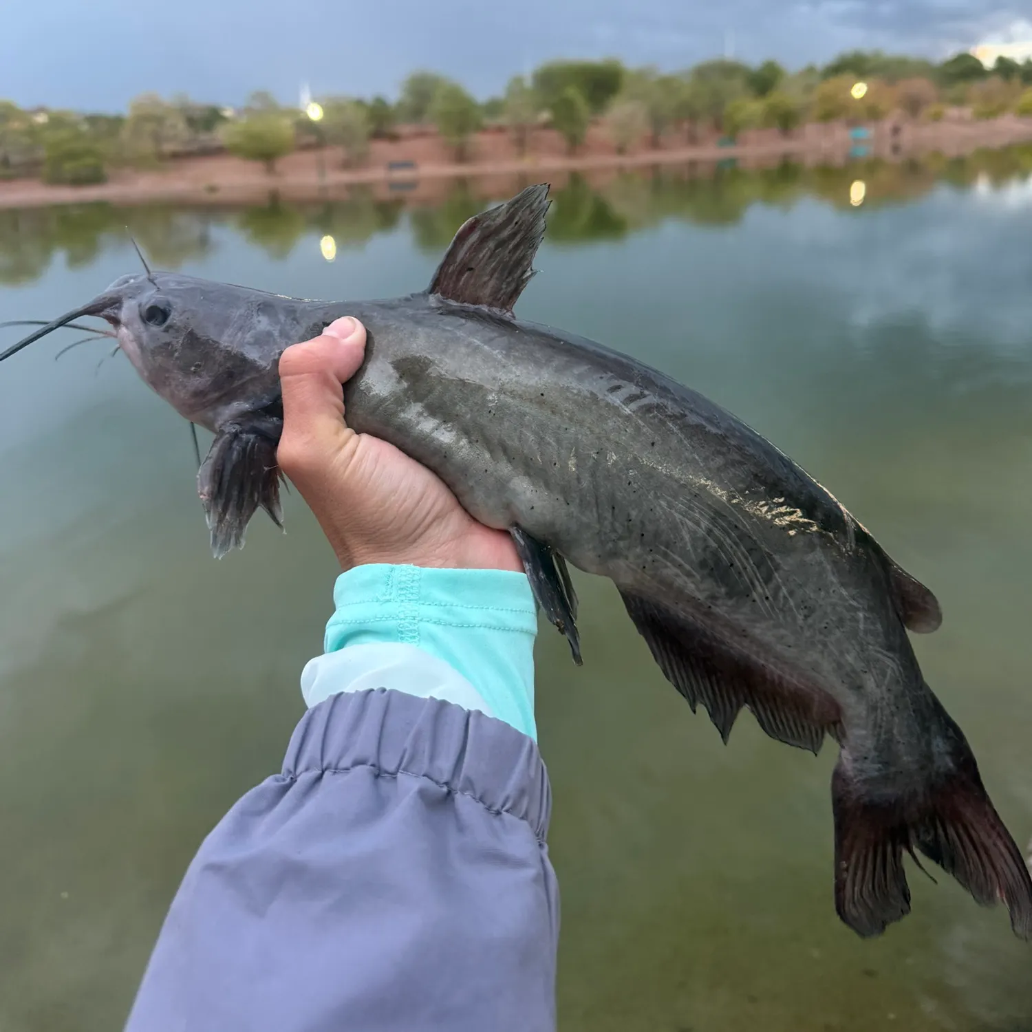 Channel catfish caught on Fishbrain