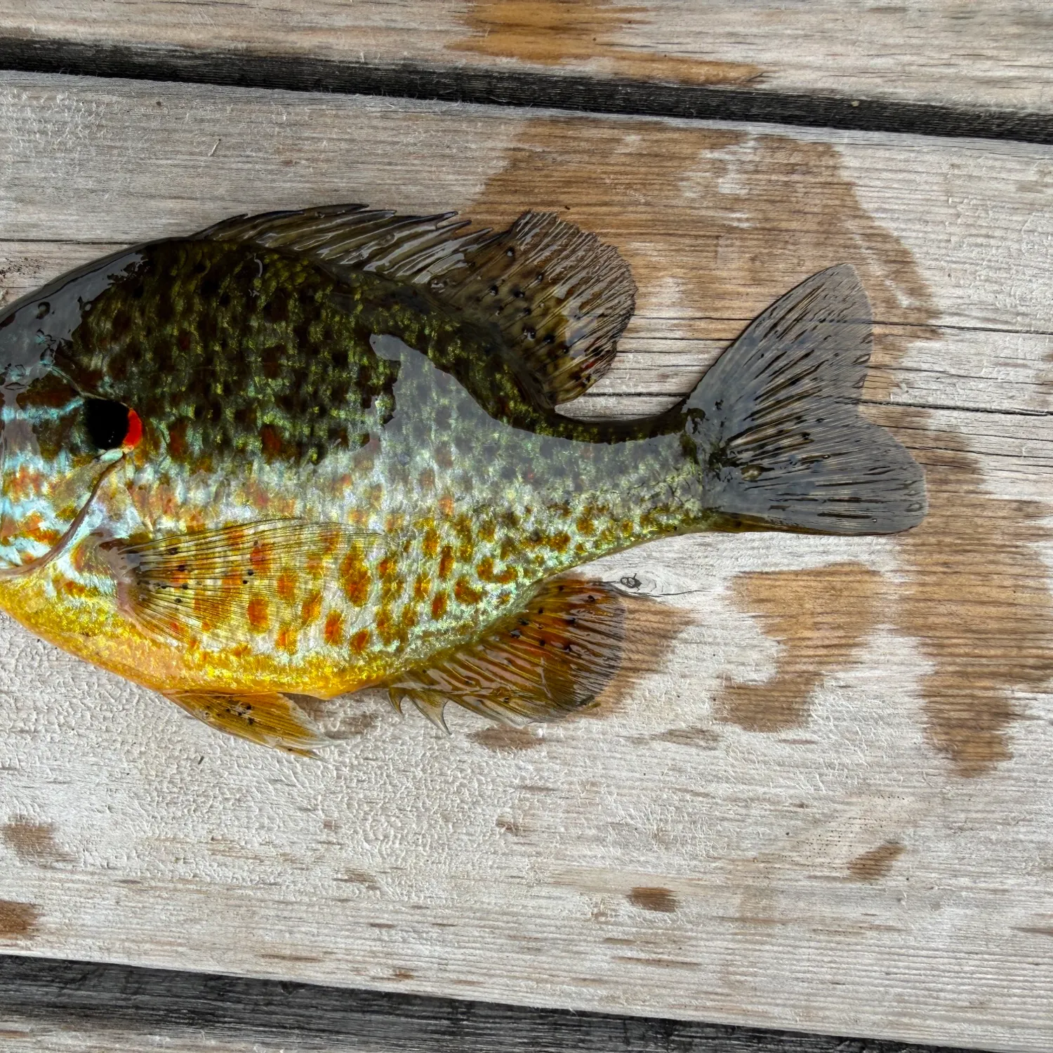 Pumpkinseed caught on Fishbrain