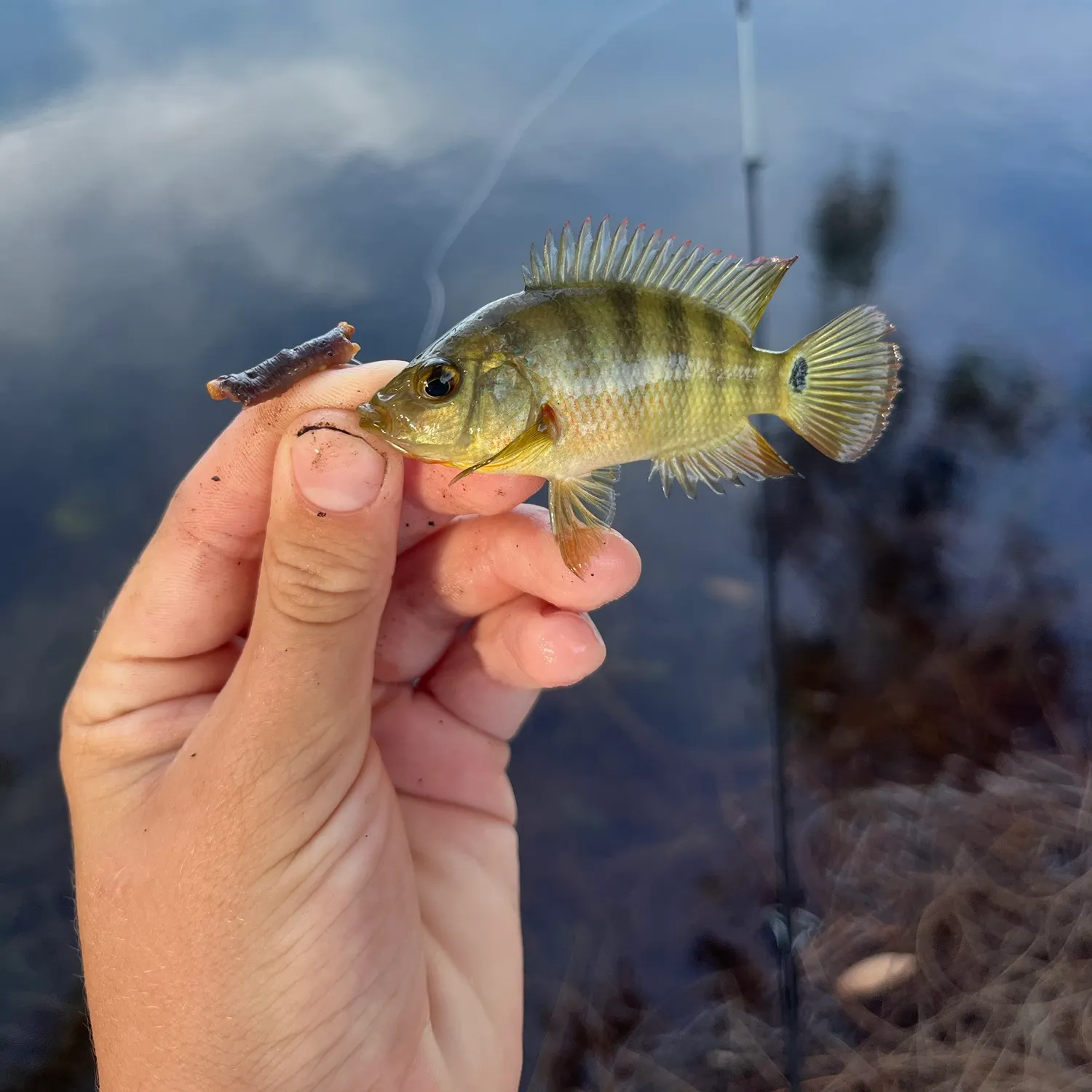 Mayan cichlid caught on Fishbrain