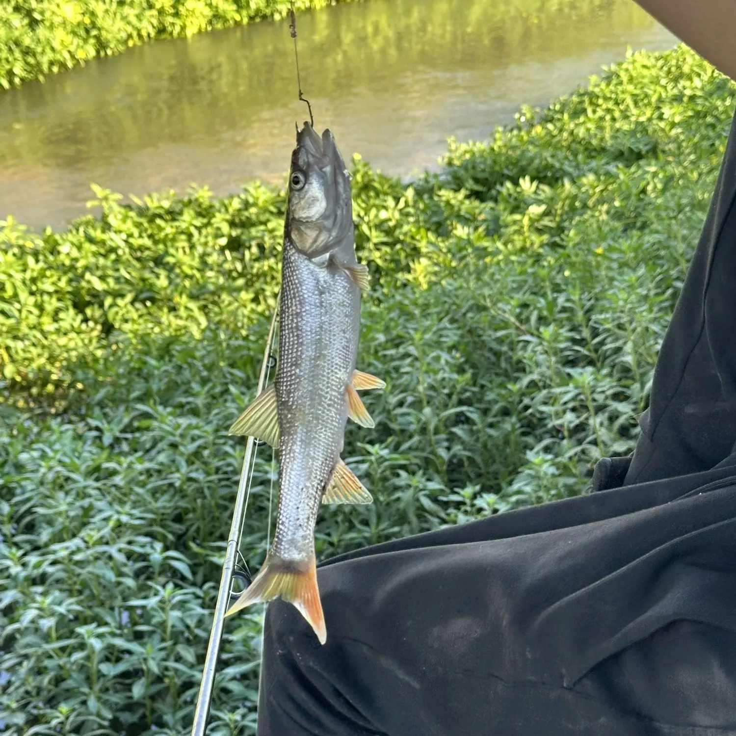 The most recent Sacramento pikeminnow catches on Fishbrain
