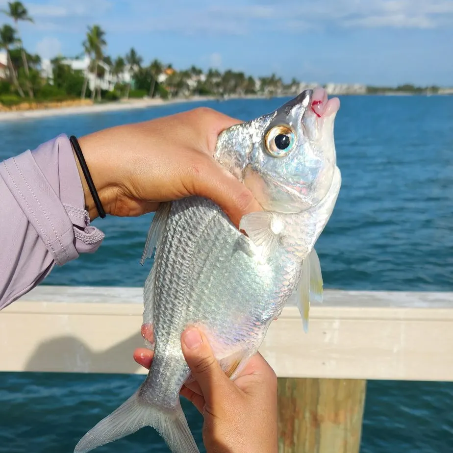The most recent Bigeye mojarra catches on Fishbrain