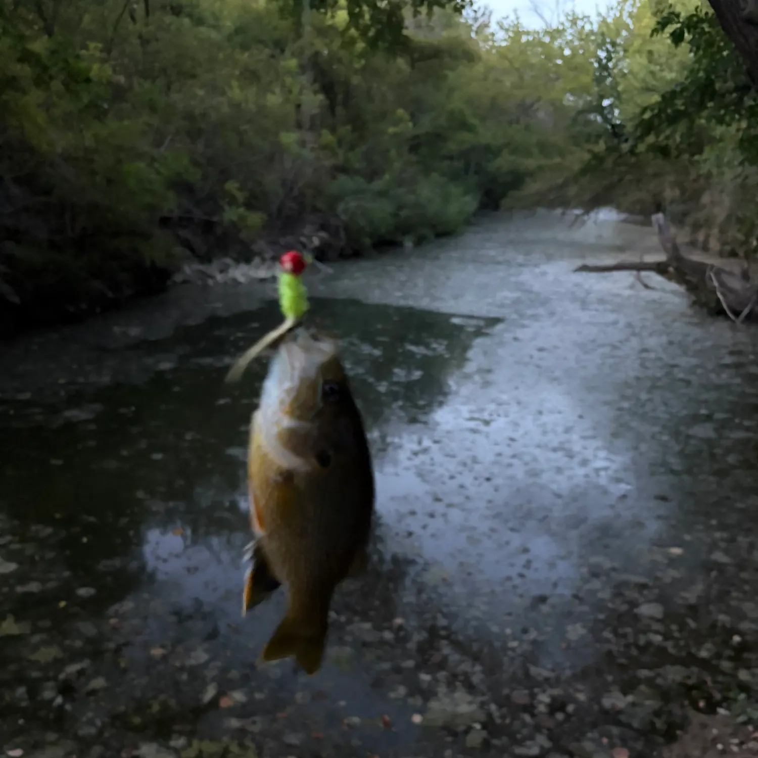 Fish caught on Fishbrain