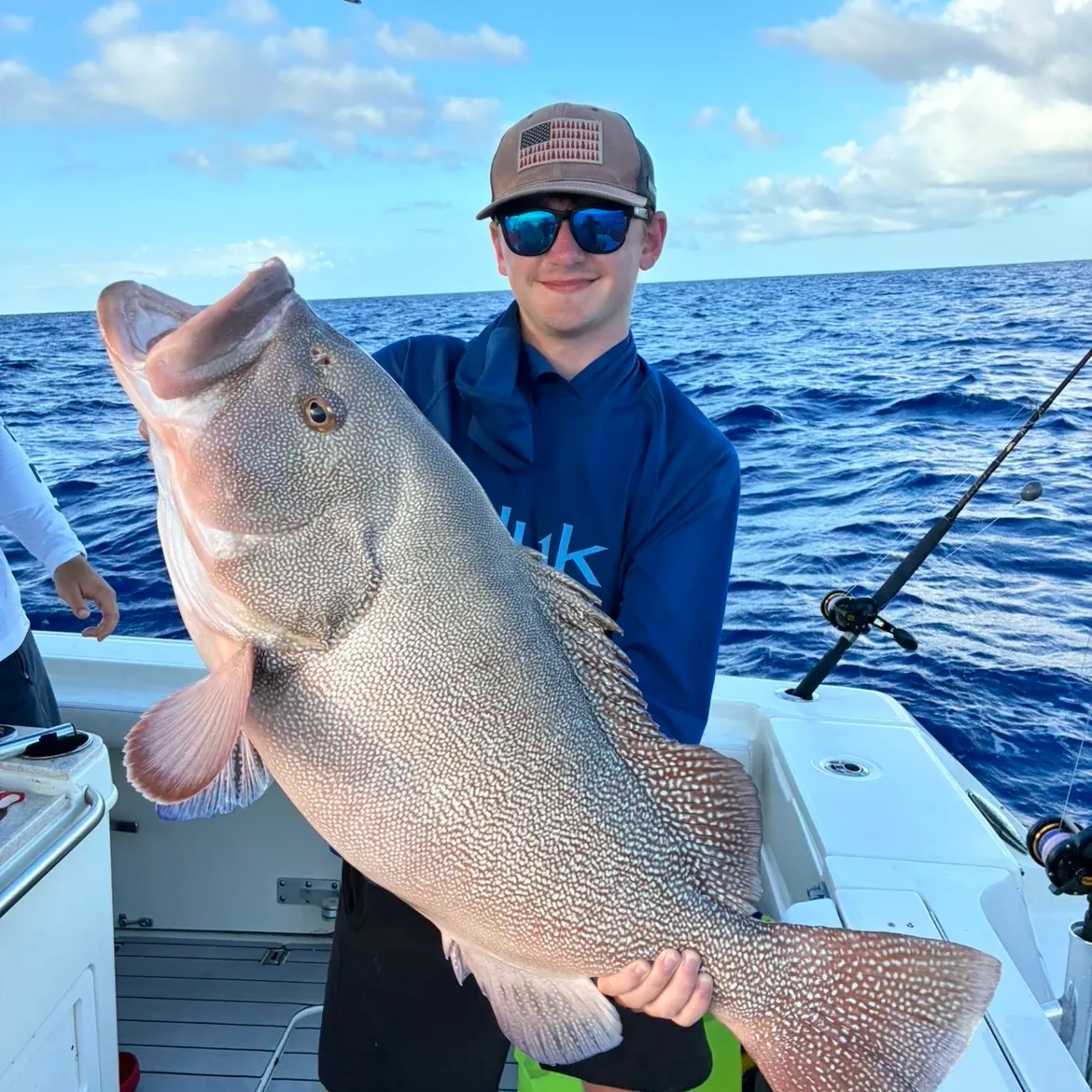 The most recent Snowy grouper catches on Fishbrain