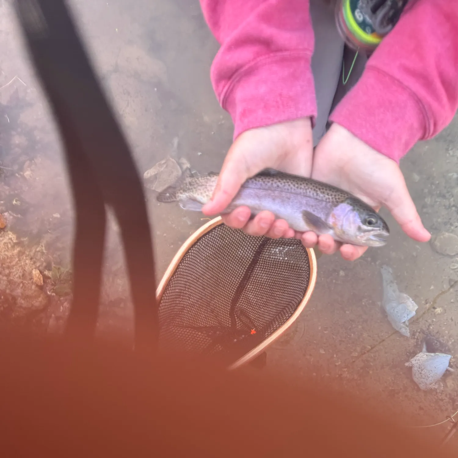 Rainbow trout caught on Fishbrain