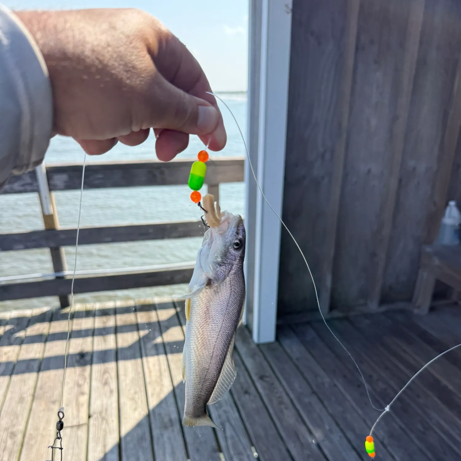The most recent Gulf kingcroaker catches on Fishbrain